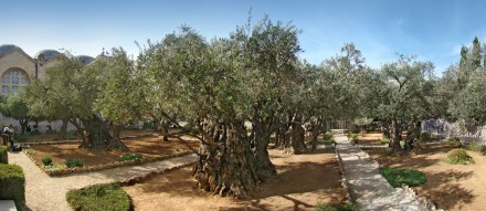 Jerusalem_Gethsemane_tango7174